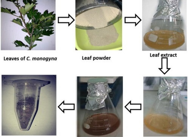 Optimization and bio-fabrication of phyto-mediated silver nanoparticles (Ag-NPs) for antibacterial potential