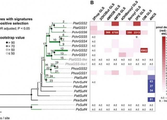 A radiation of Psylliodes flea beetles on Brassicaceae is associated with the evolution of specific detoxification enzymes
