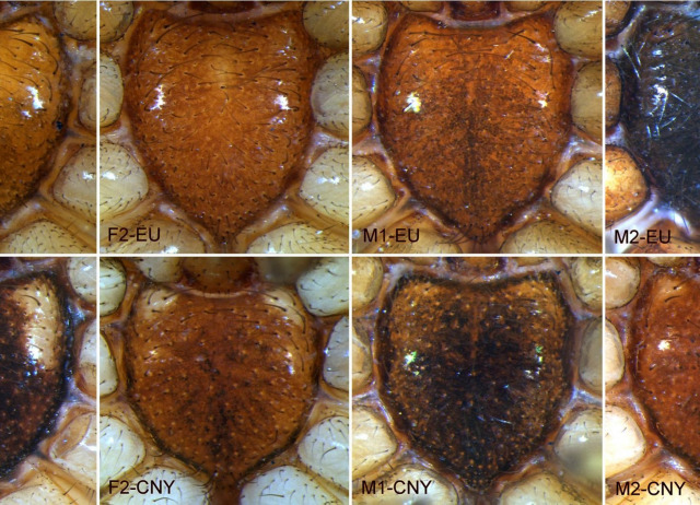 Resurrection of Synema globosum canariense Dahl, 1907 (Araneae: Thomisidae) with comments on other synonyms within this genus