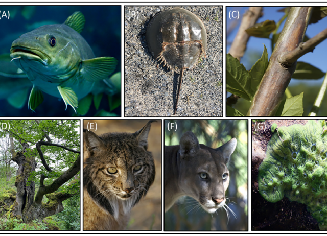 How genomics can help biodiversity conservation