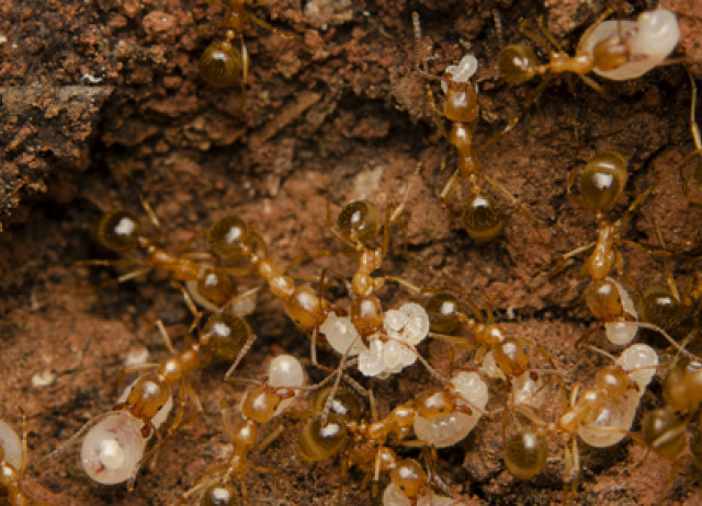 Rediscovery of the Canary Islands endemic Aphaenogaster hesperia Santschi, 1911 (Hymenoptera, Formicidae, Myrmicinae)