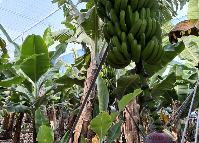 Fertilidad de suelos