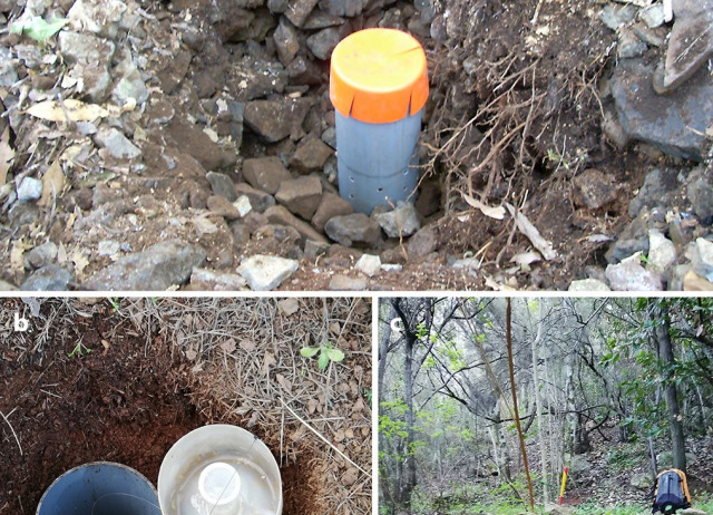 Description of the male of Centromerus fuerteventurensis (Araneae: Linyphiidae)