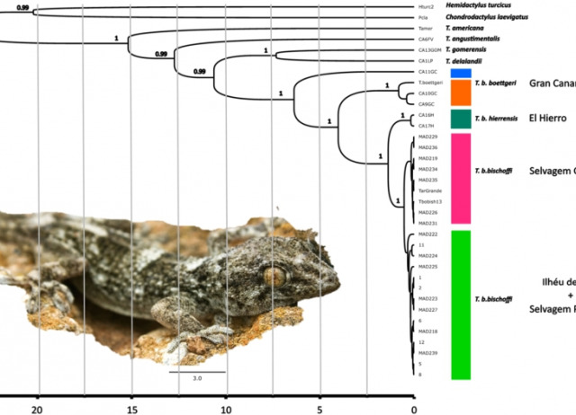 The relevance of Evolutionary Significant Units for the conservation of island-restricted reptiles: Tarentola boettgeri bischoffi as a case study