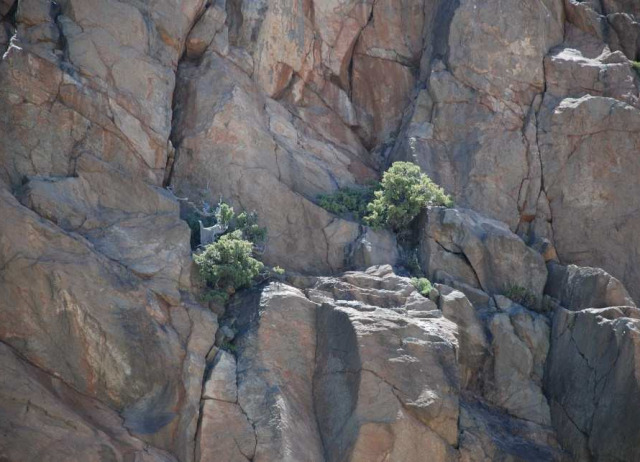 Colapso de las interacciones entre plantas y vertebrados que consumen sus frutos en el Parque Nacional del Teide