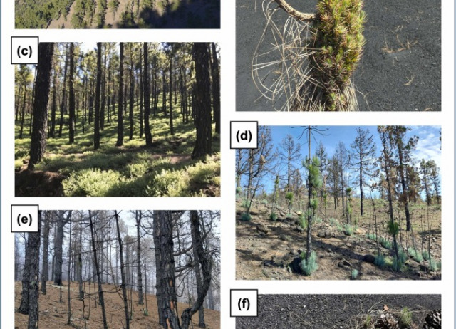 Volcanic eruption and wildfires as compounding drivers of first-year seedling establishment in Canary pine