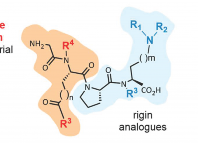 Antifungal Peptides with Unexpected Structure from a Library of Synthetic Analogs of Host-Defense Peptide Rigin