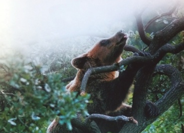 El oso pardo, el gran carnívoro verde. Una aproximación etnográfica al programa de reintroducción del oso en el Pirineo