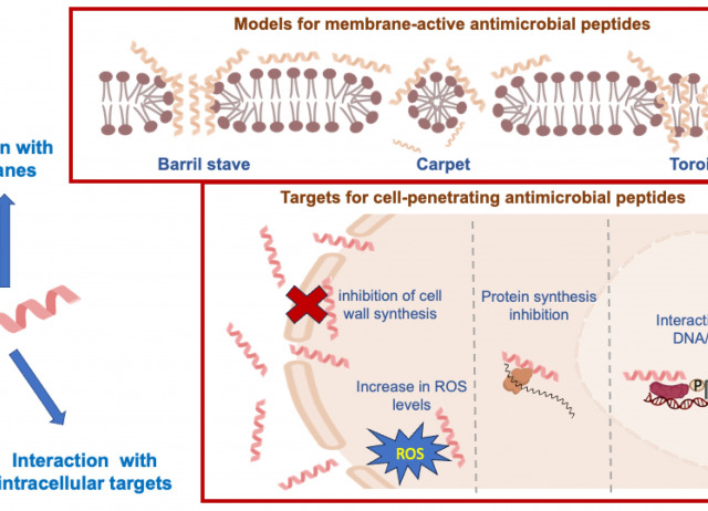 Antimicrobial Peptides for Food Protection: Leveraging Edible Mushrooms and Nano-Innovation