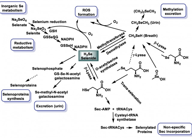 Selenium Nanoparticles in Critical Illness—Anti-Inflammatory and Antioxidant Effects