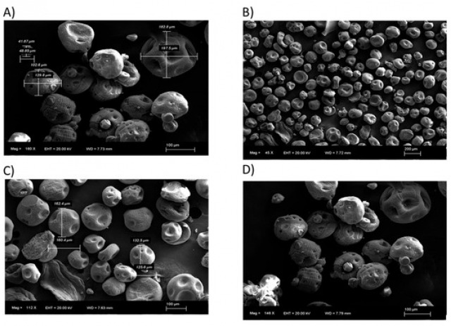 Alginate Microencapsulation as a Tool to Improve Biostimulant Activity Against Water Deficits