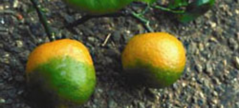 Enfermedad Huanglongbing en cítricos