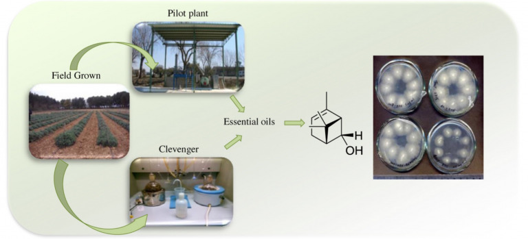 Chemical and biocidal characterization of two cultivated Artemisia absinthium 