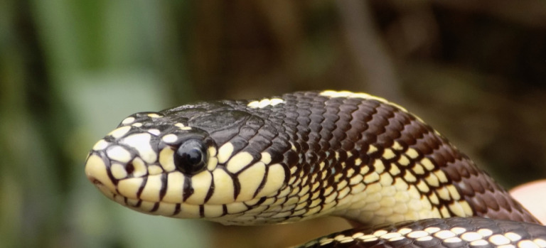Lampropeltis californiae