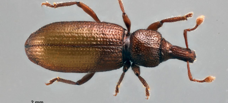 Baezia_aranfaybo (holotype) (Foto A.Machado)