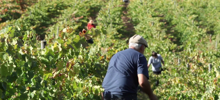 Envino veritas - fotograma