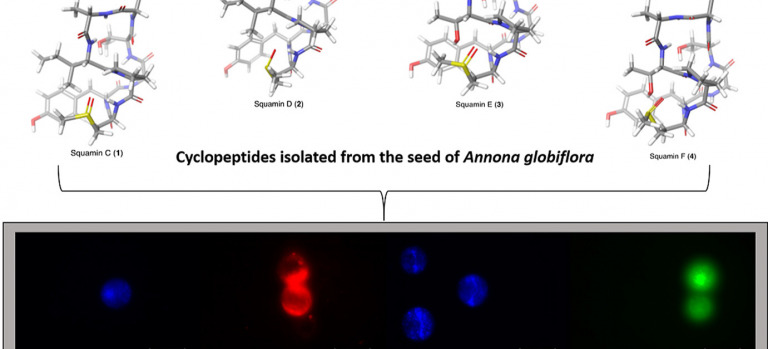 Antiamoeboid activity of squamins C–F, cyclooctapeptides from Annona globifora