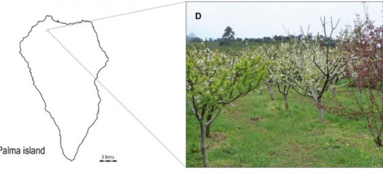 Genetic Characterization of a Plum Landrace Collection from La Palma, Canary Islands
