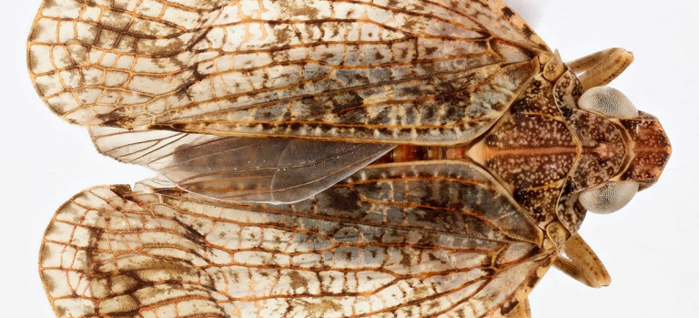 Hembra de Morsina gomerae (FOTO Vladimir V. Neimorovets)