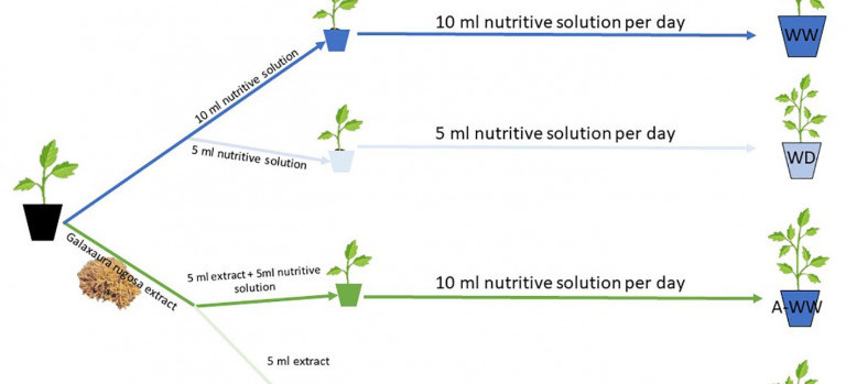 Biostimulant activity of Galaxaura rugosa seaweed extracts against water deficit stress in tomato seedlings involves activation of ABA signaling