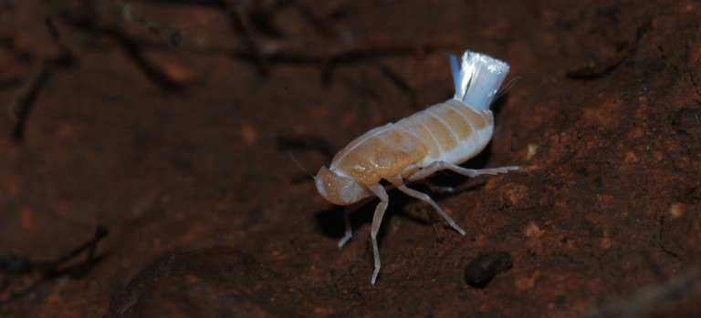 Chicharrita subterránea - FOTO Pedro Oromí (ULL)