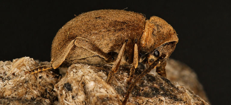 Casapus vestitus | Foto Rafel García